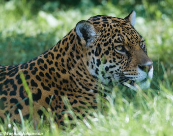 Panther at Parken Zoo, Eskilstuna, Sweden July 2014 - image gratuit #283047